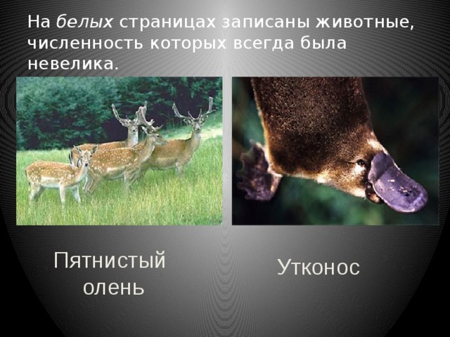 На белых страницах записаны животные, численность которых всегда была невелика. Пятнистый олень Утконос 