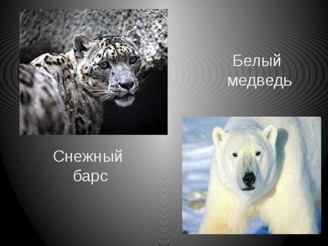 Белый медведь Снежный барс 