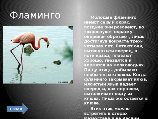 Фламинго  Молодые фламинго имеют серый окрас, позднее они розовеют, но «взрослую» окраску оперения обретают, лишь достигнув возраста трех-четырех лет. Летают они, вытянув шеи вперед, а ноги назад, плавают хорошо, гнездятся и кормятся на мелководьях. Пищу птицы добывают необычным клювом. Когда фламинго закрывает клюв, мясистый язык падает вперед и, как поршнем, выталкивает воду из клюва. Пища же остается в клюве.  Этих птиц можно встретить в озерах Казахстана и на Каспии. назад 