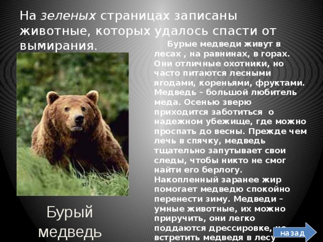 На зеленых страницах записаны животные, которых удалось спасти от вымирания.  Бурые медведи живут в лесах , на равнинах, в горах. Они отличные охотники, но часто питаются лесными ягодами, кореньями, фруктами. Медведь – большой любитель меда. Осенью зверю приходится заботиться о надежном убежище, где можно проспать до весны. Прежде чем лечь в спячку, медведь тщательно запутывает свои следы, чтобы никто не смог найти его берлогу. Накопленный заранее жир помогает медведю спокойно перенести зиму. Медведи – умные животные, их можно приручить, они легко поддаются дрессировке, но встретить медведя в лесу опасно, можно погибнуть.  Бурый медведь назад 