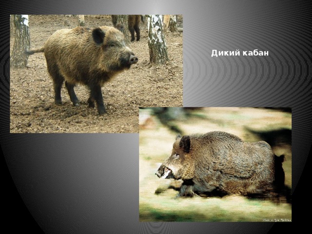 Дикий кабан 