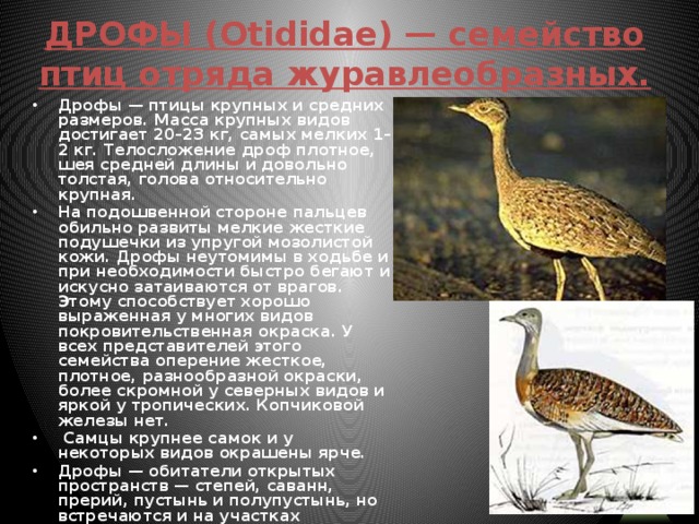 ДРОФЫ (Otididae) — семейство птиц отряда журавлеобразных. Дрофы — птицы крупных и средних размеров. Масса крупных видов достигает 20–23 кг, самых мелких 1–2 кг. Телосложение дроф плотное, шея средней длины и довольно толстая, голова относительно крупная. На подошвенной стороне пальцев обильно развиты мелкие жесткие подушечки из упругой мозолистой кожи. Дрофы неутомимы в ходьбе и при необходимости быстро бегают и искусно затаиваются от врагов. Этому способствует хорошо выраженная у многих видов покровительственная окраска. У всех представителей этого семейства оперение жесткое, плотное, разнообразной окраски, более скромной у северных видов и яркой у тропических. Копчиковой железы нет.  Самцы крупнее самок и у некоторых видов окрашены ярче. Дрофы — обитатели открытых пространств — степей, саванн, прерий, пустынь и полупустынь, но встречаются и на участках сельскохозяйственного ландшафта  