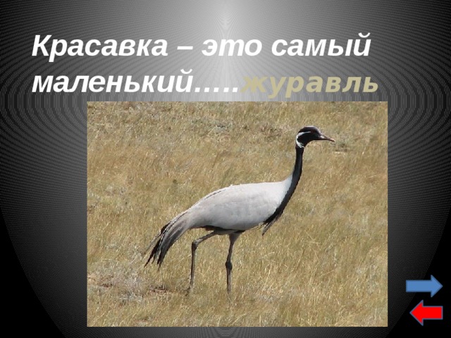 Красавка – это самый маленький….. журавль 
