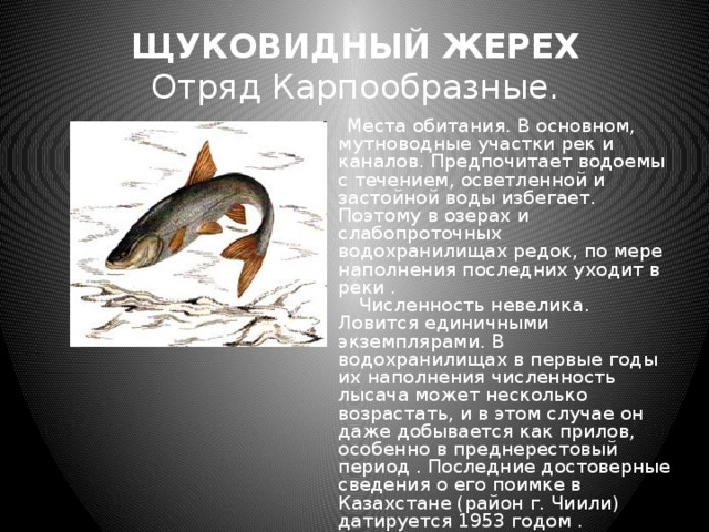 ЩУКОВИДНЫЙ ЖЕРЕХ  Отряд Карпообразные.  Места обитания. В основном, мутноводные участки рек и каналов. Предпочитает водоемы с течением, осветленной и застойной воды избегает. Поэтому в озерах и слабопроточных водохранилищах редок, по мере наполнения последних уходит в реки .  Численность невелика. Ловится единичными экземплярами. В водохранилищах в первые годы их наполнения численность лысача может несколько возрастать, и в этом случае он даже добывается как прилов, особенно в преднерестовый период . Последние достоверные сведения о его поимке в Казахстане (район г. Чиили) датируется 1953 годом . 