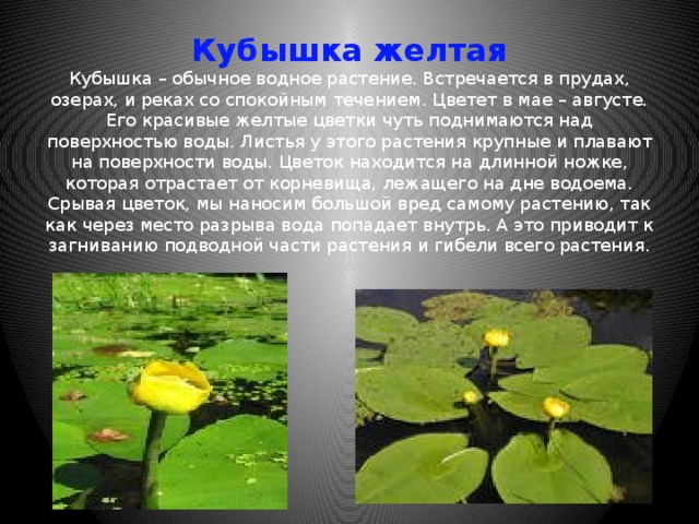 Кубышка желтая  Кубышка – обычное водное растение. Встречается в прудах, озерах, и реках со спокойным течением. Цветет в мае – августе. Его красивые желтые цветки чуть поднимаются над поверхностью воды. Листья у этого растения крупные и плавают на поверхности воды. Цветок находится на длинной ножке, которая отрастает от корневища, лежащего на дне водоема. Срывая цветок, мы наносим большой вред самому растению, так как через место разрыва вода попадает внутрь. А это приводит к загниванию подводной части растения и гибели всего растения.    
