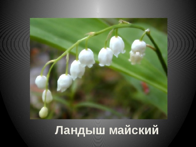 Ландыш майский 