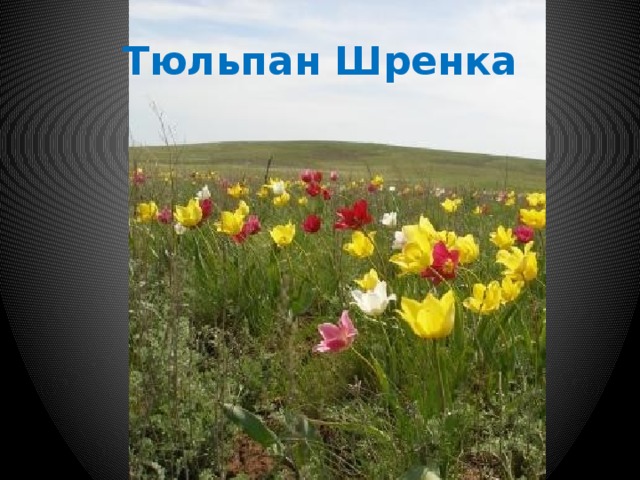 Тюльпан Шренка 
