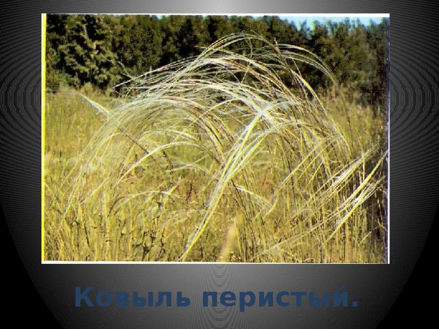 Ковыль перистый. 