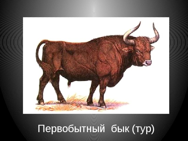 Первобытный бык (тур) 