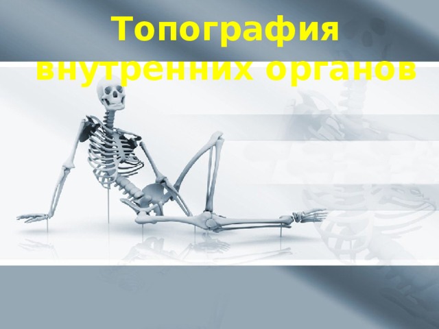 Топография внутренних органов 