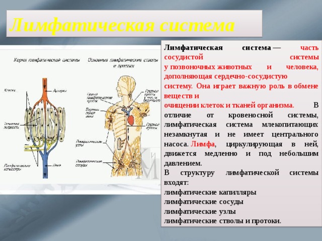 Лимфатическая система Лимфатическая система  — часть сосудистой системы у позвоночных животных и человека, дополняющая сердечно-сосудистую систему. Она играет важную роль в обмене веществ и очищении клеток и тканей организма. В отличие от кровеносной системы, лимфатическая система млекопитающих незамкнутая и не имеет центрального насоса.  Лимфа , циркулирующая в ней, движется медленно и под небольшим давлением. В структуру лимфатической системы входят: лимфатические капилляры лимфатические сосуды лимфатические узлы лимфатические стволы и протоки. 