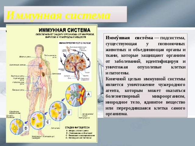 Иммунная система Имму́нная систе́ма  — подсистема, существующая у позвоночных животных и объединяющая органы и ткани, которые защищают организм от заболеваний, идентифицируя и уничтожая опухолевые клетки и патогены. Конечной целью иммунной системы является уничтожение чужеродного агента, которым может оказаться болезнетворный микроорганизм, инородное тело, ядовитое вещество или переродившаяся клетка самого организма. 
