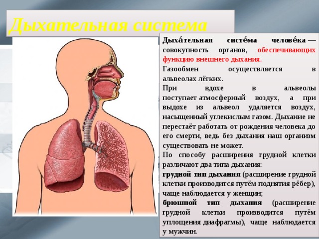 Дыхательная система Дыха́тельная систе́ма челове́ка  — совокупность органов, обеспечивающих функцию внешнего дыхания. Газообмен осуществляется в альвеолах лёгких. При вдохе в альвеолы поступает атмосферный воздух, а при выдохе из альвеол удаляется воздух, насыщенный углекислым газом. Дыхание не перестаёт работать от рождения человека до его смерти, ведь без дыхания наш организм существовать не может. По способу расширения грудной клетки различают два типа дыхания: грудной тип дыхания (расширение грудной клетки производится путём поднятия рёбер), чаще наблюдается у женщин; брюшной тип дыхания (расширение грудной клетки производится путём уплощения диафрагмы), чаще наблюдается у мужчин. 