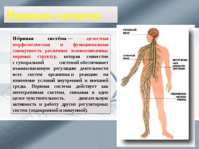 Нервная система Не́рвная систе́ма  — целостная морфологическая и функциональная совокупность различных взаимосвязанных нервных структур, которая совместно с гуморальной системой обеспечивает взаимосвязанную регуляцию деятельности всех систем организма и реакцию на изменение условий внутренней и внешней среды. Нервная система действует как интегративная система, связывая в одно целое чувствительность, двигательную активность и работу других регуляторных систем (эндокринной и иммунной). 
