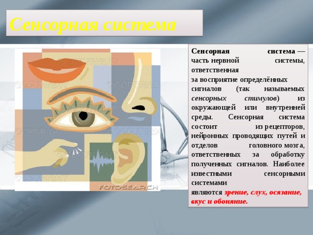 Сенсорная система Сенсорная система  — часть нервной системы, ответственная за восприятие определённых сигналов (так называемых сенсорных стимулов ) из окружающей или внутренней среды. Сенсорная система состоит из рецепторов, нейронных проводящих путей и отделов головного мозга, ответственных за обработку полученных сигналов. Наиболее известными сенсорными системами являются  зрение, слух, осязание, вкус и обоняние.  