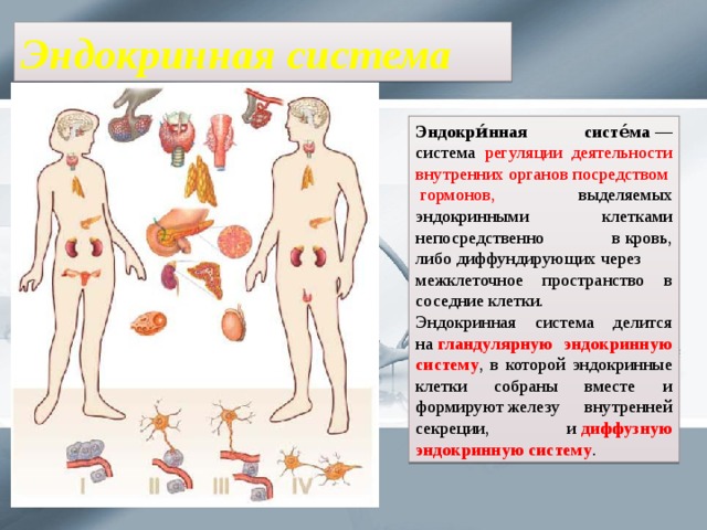 Эндокринная система Эндокри́нная систе́ма  — система регуляции деятельности внутренних органов посредством гормонов, выделяемых эндокринными клетками непосредственно в кровь, либо диффундирующих через межклеточное пространство в соседние клетки. Эндокринная система делится на  гландулярную эндокринную систему , в которой эндокринные клетки собраны вместе и формируют железу внутренней секреции, и  диффузную эндокринную систему . 