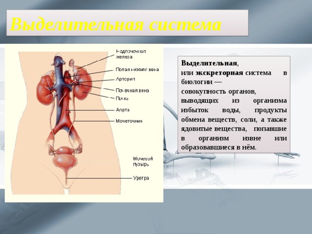 Выделительная система Выделительная , или  экскреторная  система в биологии — совокупность органов, выводящих из организма избыток воды, продукты обмена веществ, соли, а также ядовитые вещества, попавшие в организм извне или образовавшиеся в нём. 