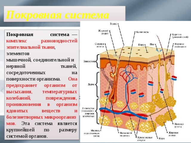Покровная система Покровная система   — комплекс разновидностей эпителиальной ткани , элементов мышечной, соединительной и нервной тканей, сосредоточенных на поверхности организма. Она предохраняет организм от высыхания, температурных колебаний, повреждения, проникновения в организм ядовитых веществ и болезнетворных микроорганизмов. Эта система является крупнейшей по размеру системой органов. 