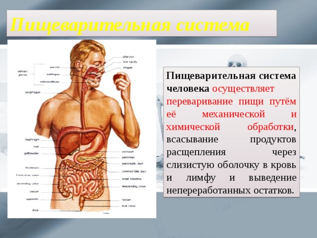 Пищеварительная система Пищеварительная система человека   осуществляет переваривание пищи путём её механической и химической обработки , всасывание продуктов расщепления через слизистую оболочку в кровь и лимфу и выведение непереработанных остатков. 