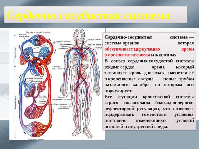 Сердечно сосудистая система Сердечно-сосудистая система  — система органов, которая обеспечивает циркуляцию крови в организме человека и животных. В состав сердечно-сосудистой системы входит сердце — орган, который заставляет кровь двигаться, нагнетая её в кровеносные сосуды — полые трубки различного калибра, по которым она циркулирует. Все функции кровеносной системы строго согласованы благодаря нервно-рефлекторной регуляции, что позволяет поддерживать гомеостаз в условиях постоянно изменяющихся условий внешней и внутренней среды. 
