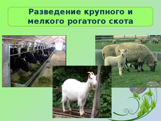 Разведение крупного и мелкого рогатого скота 