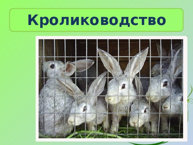 Кролиководство 