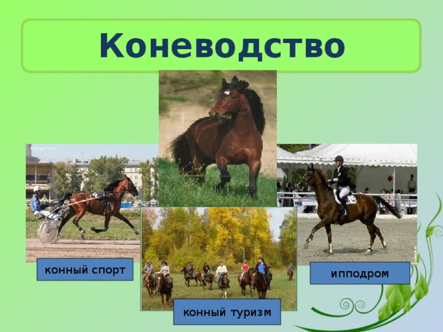 Коневодство конный спорт ипподром конный туризм 