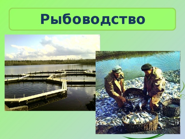 Рыбоводство 