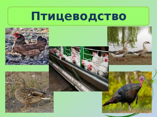 Птицеводство 