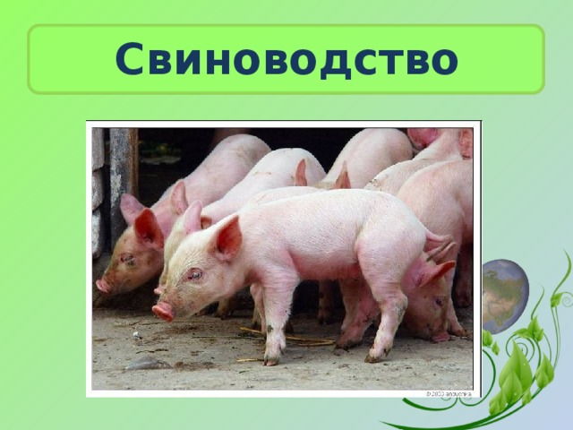 Свиноводство 
