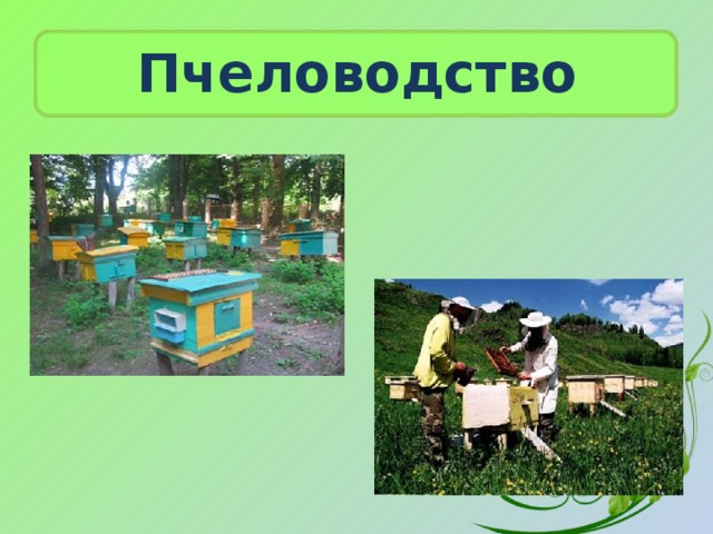 Пчеловодство 