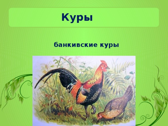Куры банкивские куры 