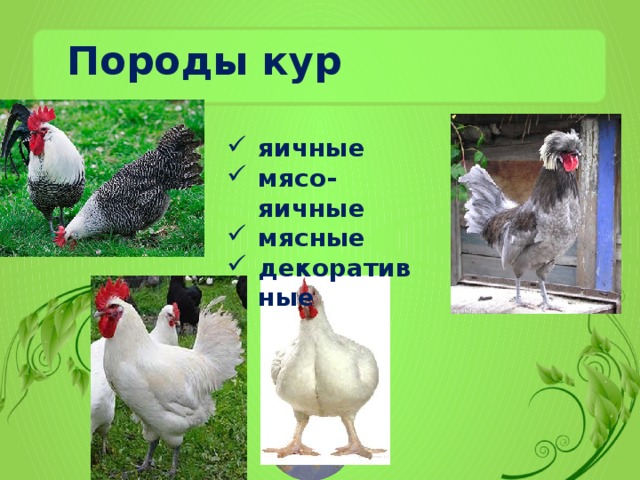 Породы кур яичные мясо-яичные мясные декоративные 