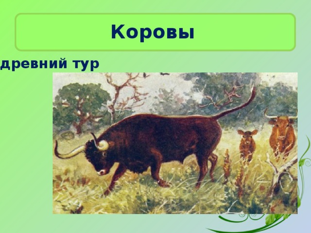 Коровы древний тур  