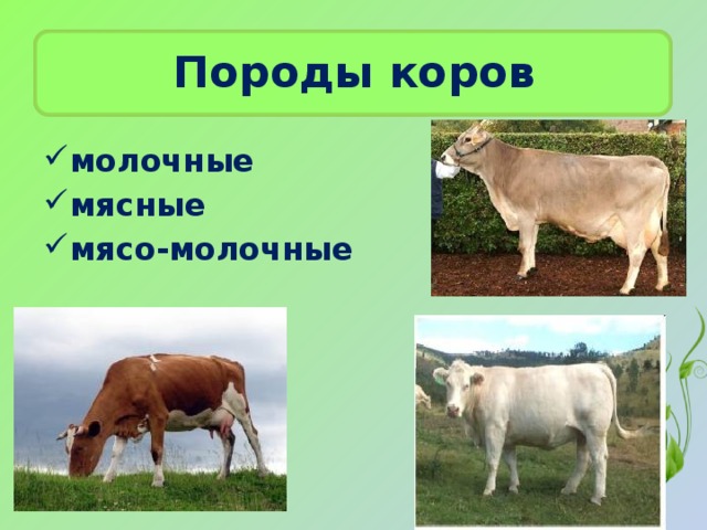 Породы коров молочные мясные мясо-молочные 