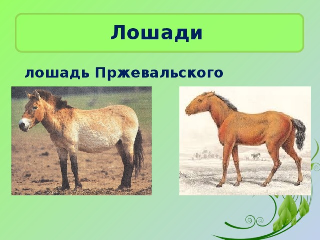 Лошади  лошадь Пржевальского тарпан 