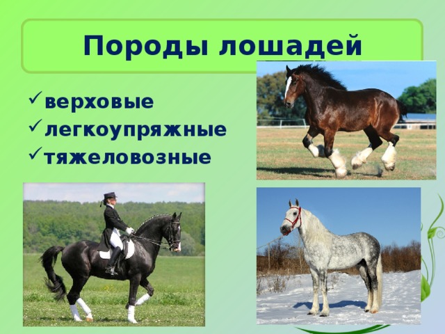 Породы лошадей верховые легкоупряжные тяжеловозные 