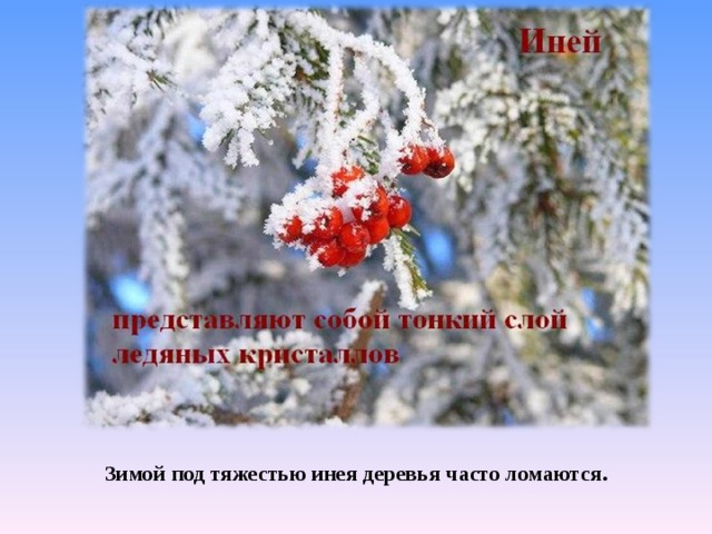 Зимой под тяжестью инея деревья часто ломаются. 