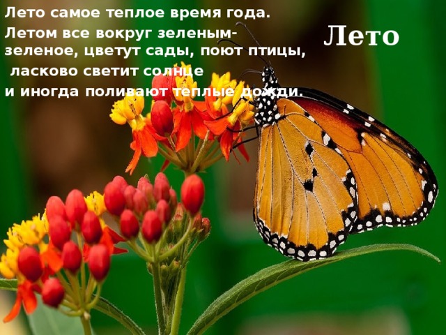 Лето самое теплое время года. Летом все вокруг зеленым-зеленое, цветут сады, поют птицы,  ласково светит солнце и иногда поливают теплые дожди. Лето 