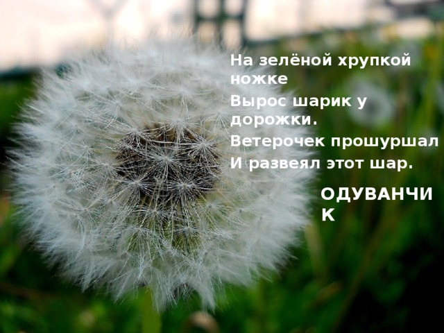 На зелёной хрупкой ножке Вырос шарик у дорожки. Ветерочек прошуршал И развеял этот шар.  ОДУВАНЧИК 