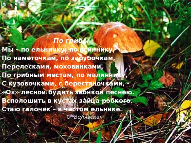  По грибы Мы – по ельничку, по осиннику, По наметочкам, по зарубочкам, Перелесками, моховинками, По грибным местам, по малиннику, С кузовочками, с берестяночками, - «Ох» лесной будить звонкой песнею. Всполошить в кустах зайца робкого. Стаю галочек – в частом ельнике.  О. Белявская 