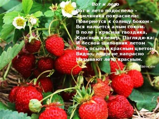  Вот и лето Вот и лето подоспело –  Земляника покраснела:  Повернется к солнцу боком –  Вся нальется алым соком.  В поле – красная гвоздика,  Красный клевер. Погляди-ка:  И лесной шиповник летом  Весь осыпан красным цветом.  Видно, люди не напрасно  Называют лето красным.  М. Ивенсен 