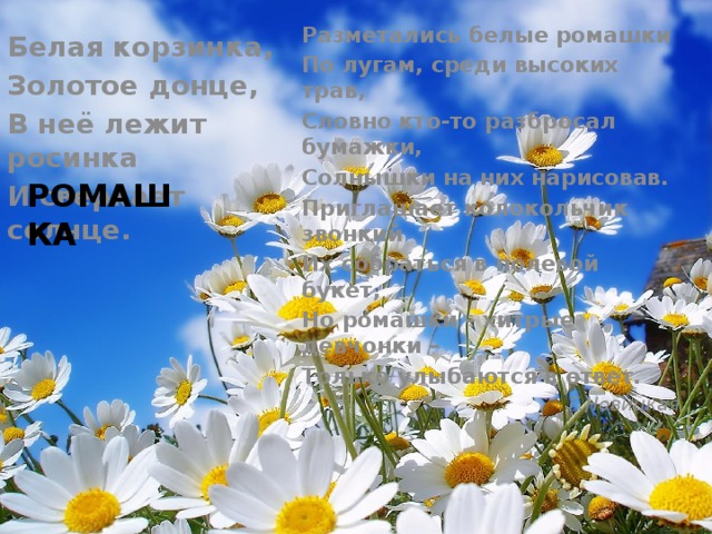Белая корзинка, Золотое донце, В неё лежит росинка И сверкает солнце.  Разметались белые ромашки По лугам, среди высоких трав, Словно кто-то разбросал бумажки, Солнышки на них нарисовав. Приглашает колокольчик звонкий Их собраться в полевой букет, Но ромашки – хитрые девчонки – Только улыбаются в ответ.  Г.Новицкая РОМАШКА 
