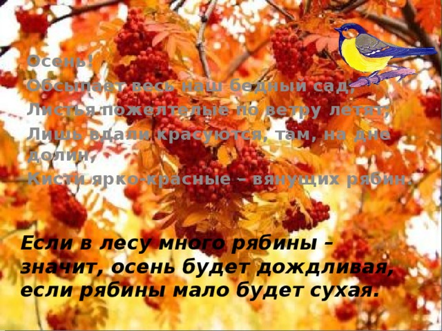 Осень! Обсыпает весь наш бедный сад, Листья пожелтелые по ветру летят; Лишь вдали красуются, там, на дне долин, Кисти ярко-красные – вянущих рябин. Если в лесу много рябины –  значит, осень будет дождливая,  если рябины мало будет сухая. 