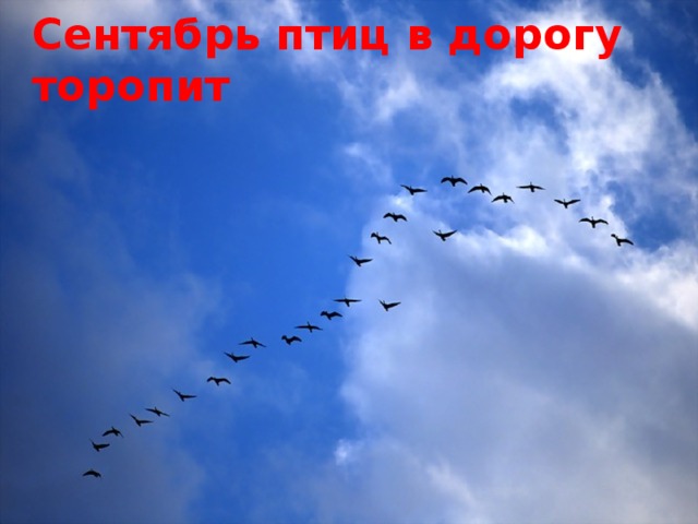 Сентябрь птиц в дорогу торопит 