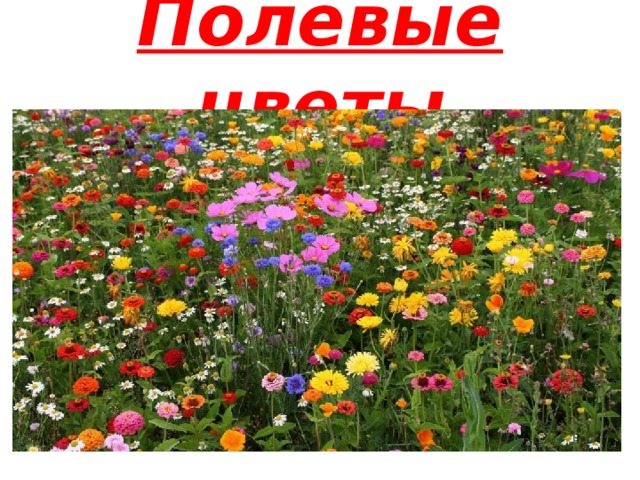 Полевые цветы 