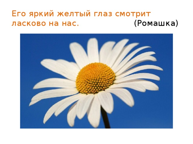 Его яркий желтый глаз смотрит ласково на нас. (Ромашка) 