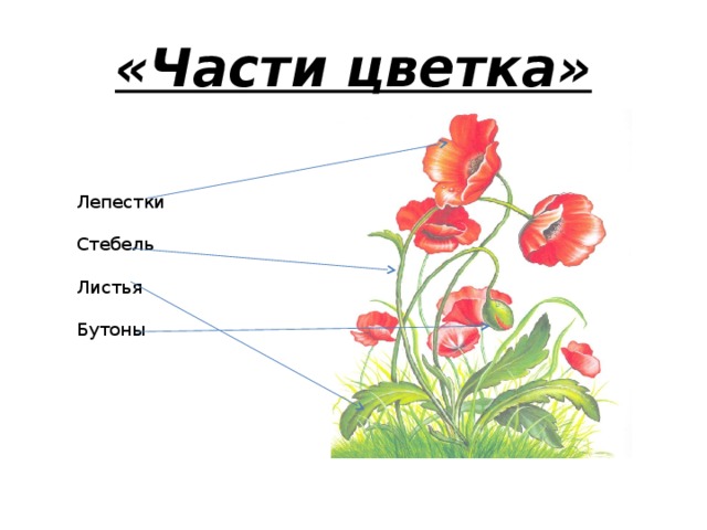 «Части цветка» Лепестки Стебель Листья Бутоны 