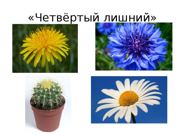 «Четвёртый лишний» 