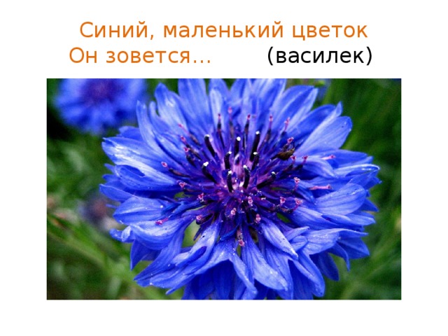 Синий, маленький цветок  Он зовется… (василек) 